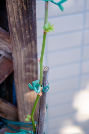 03dsc_0610 03dsc_0610