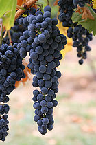 140pxwine_grapes03 140pxwine_grapes03