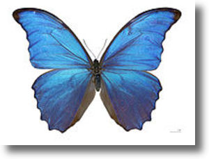 200pxmorpho_didius_male_dos_mhntsha 200pxmorpho_didius_male_dos_mhntsha