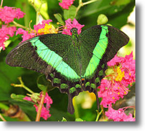 220pxemerald_swallowtailshadow 220pxemerald_swallowtailshadow