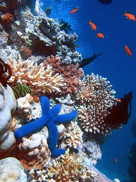 275pxblue_linckia_starfishjpg