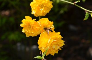 3dsc_0038 3dsc_0038