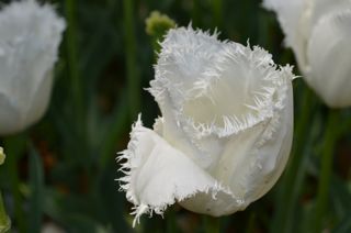 4dsc_0019 4dsc_0019