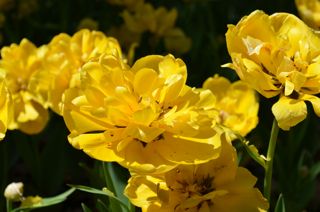 5dsc_0028 5dsc_0028