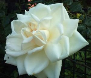 Dsc_0005 Dsc_0005