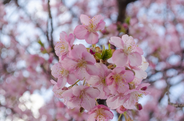 Dsc_0169 Dsc_0169