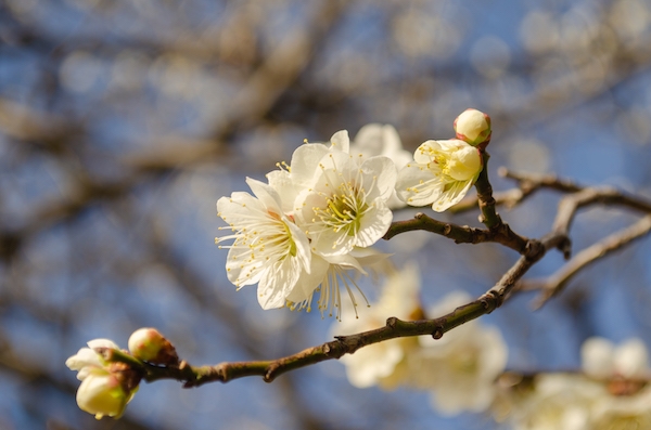 Dsc_0179 Dsc_0179
