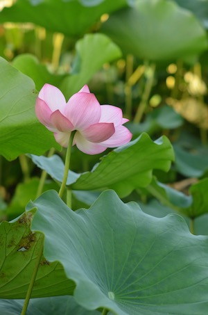 Dsc_0226 Dsc_0226
