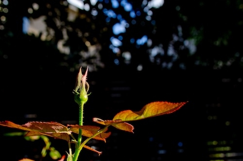 Dsc_0491 Dsc_0491
