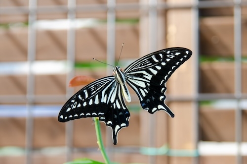 Dsc_05121 Dsc_05121