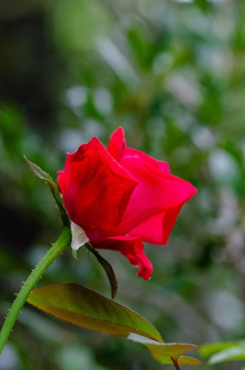Dsc_0541 Dsc_0541
