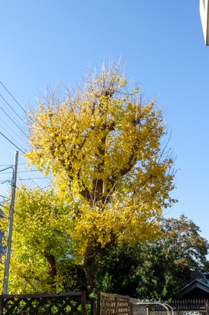 Dsc_0606 Dsc_0606