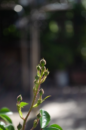 Dsc_0785 Dsc_0785