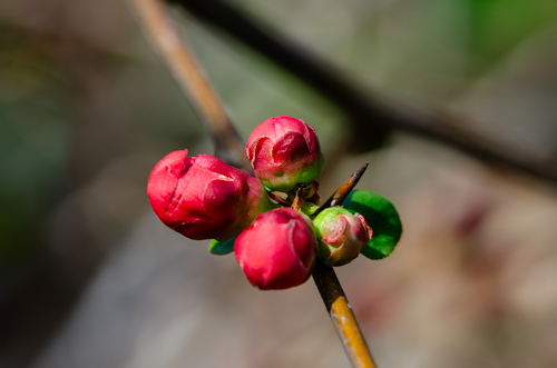 Dsc_0799 Dsc_0799