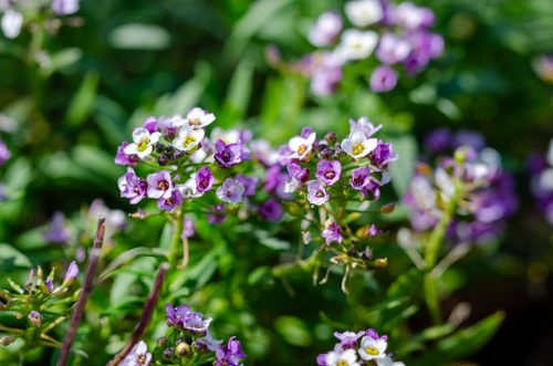 Dsc_0812 Dsc_0812