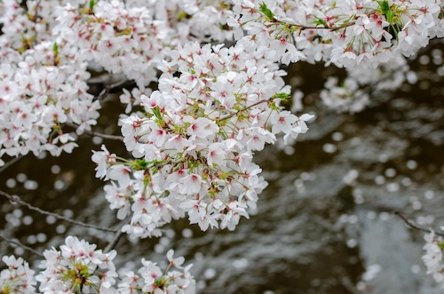 Dsc_08573 Dsc_08573