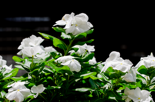 Dsc_0908 Dsc_0908