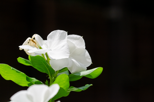 Dsc_0911 Dsc_0911