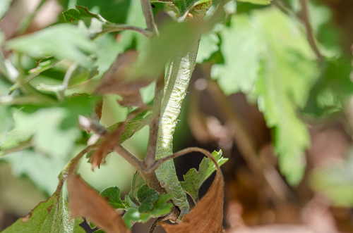 Dsc_0913 Dsc_0913
