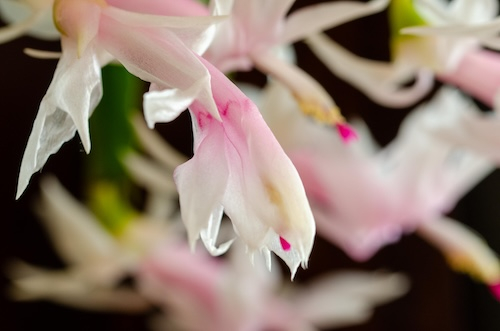 Dsc_1047500 Dsc_1047500