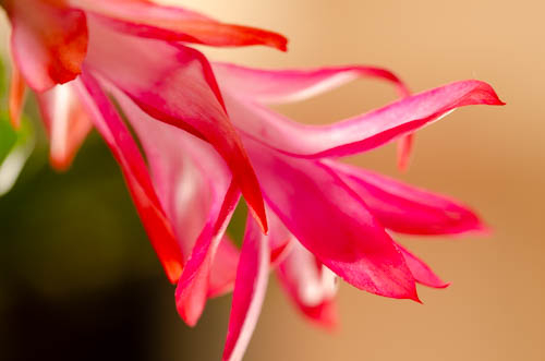 Dsc_1121 Dsc_1121