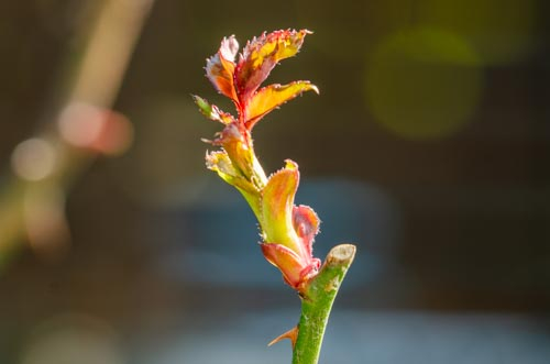 Dsc_1137 Dsc_1137