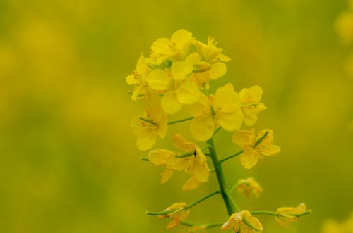 Dsc_1174 Dsc_1174