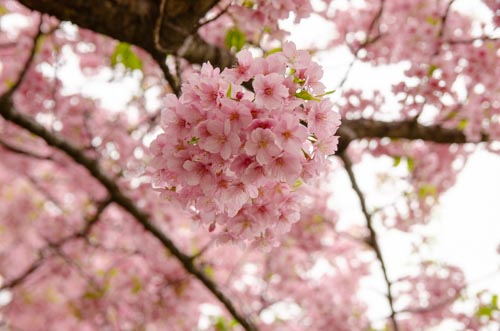 Dsc_1184 Dsc_1184