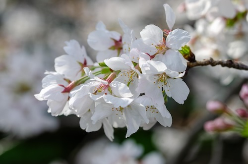 Dsc_12182 Dsc_12182