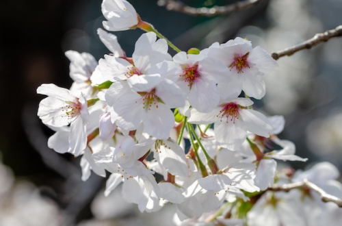 Dsc_1222 Dsc_1222