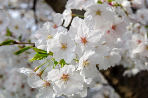 Dsc_1229 Dsc_1229