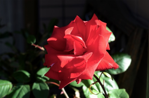 Dsc_12443600 Dsc_12443600