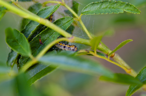 Dsc_1329 Dsc_1329