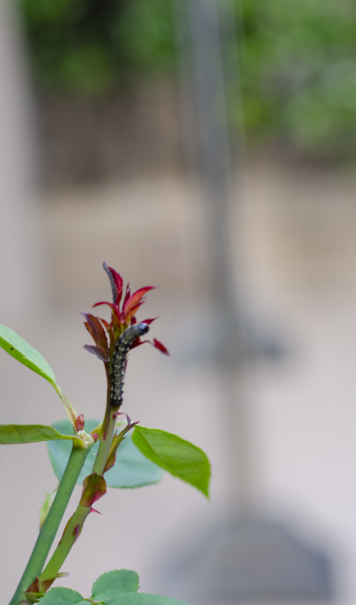 Dsc_1336 Dsc_1336