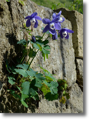 Dsc_1388_2shadow Dsc_1388_2shadow
