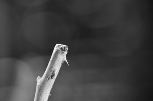Dsc_1476 Dsc_1476