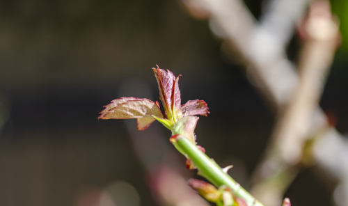 Dsc_1537 Dsc_1537