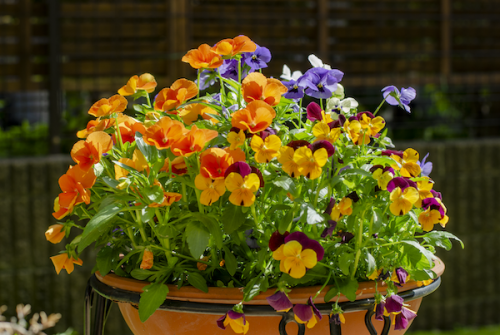 Dsc_1596 Dsc_1596