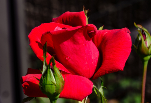 Dsc_1606 Dsc_1606