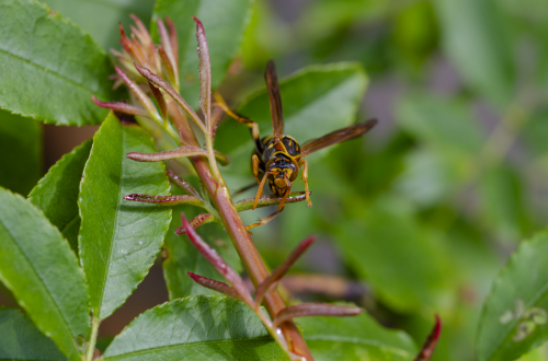 Dsc_1647 Dsc_1647