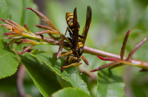 Dsc_1649 Dsc_1649