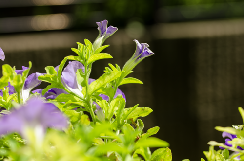 Dsc_1658 Dsc_1658