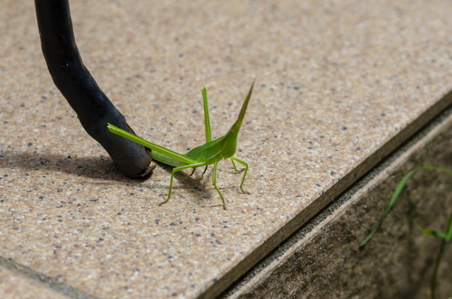 Dsc_1676 Dsc_1676