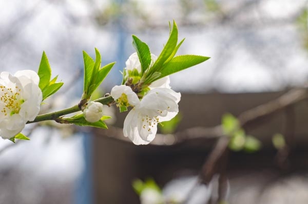 Dsc_2692 Dsc_2692