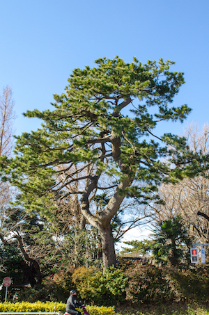 Dsc_3295 Dsc_3295