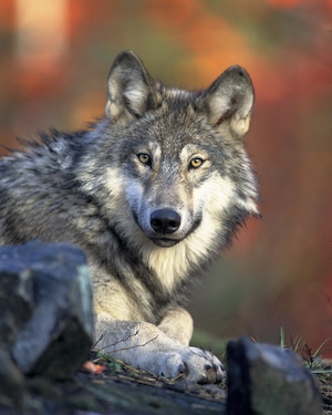 Front_view_of_a_resting_canis_lupus_ssp Front_view_of_a_resting_canis_lupus_ssp