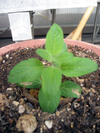 Img_1937 Img_1937