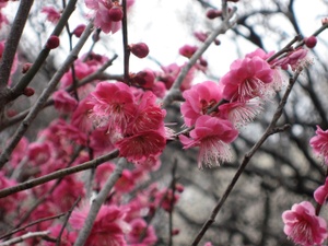 Img_20781 Img_20781