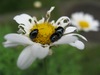 Img_26181_2