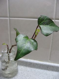 Img_2920_2 Img_2920_2